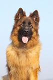BERGER ALLEMAND 955
